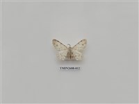 藏品(尺蛾233)的圖片